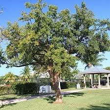 Gumbo Limbo Tree