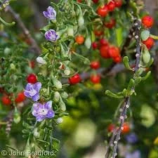 Christmas Berry