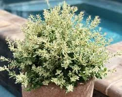 Simpson Stopper Morph