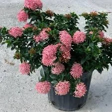 Dwarf Pink Ixora