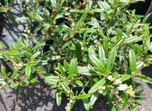 Pineland Croton