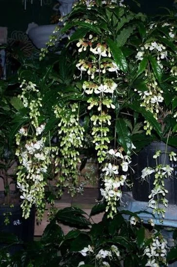 Clerodendrum bridal veil