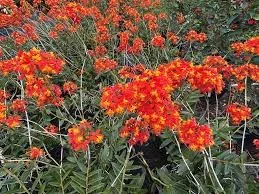 EPIDENDRUM RADICANS - ORANGE REED GROUND ORCHID