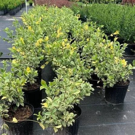 Variegated Confederate Jasmine
