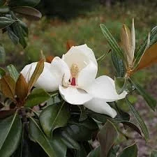 Southern Magnolia