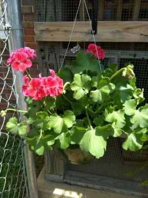 Geraniums Hanging Baskets2.jpg