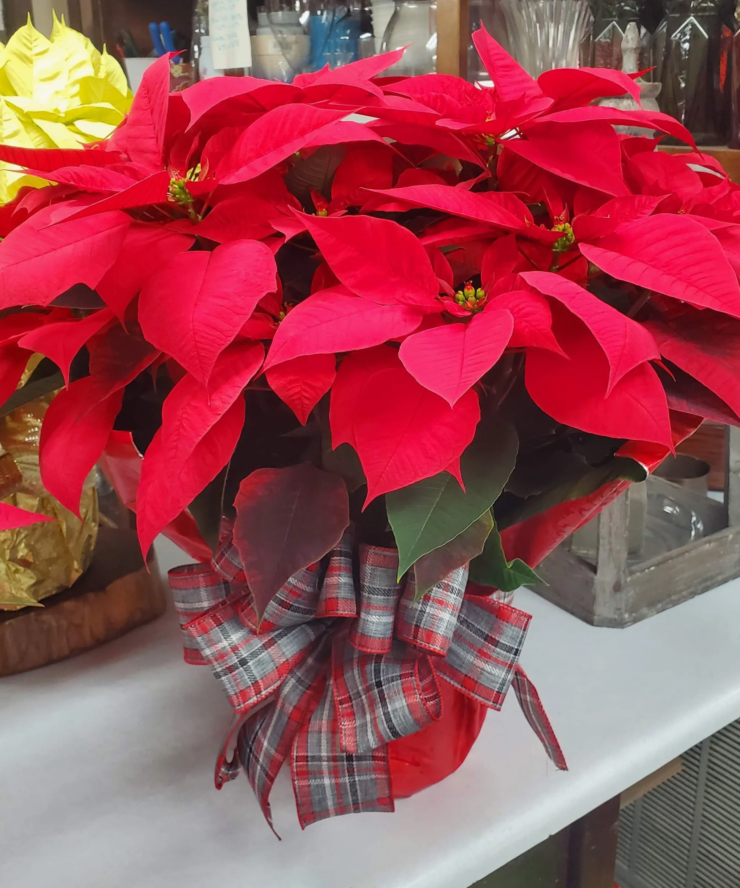 Poinsettia