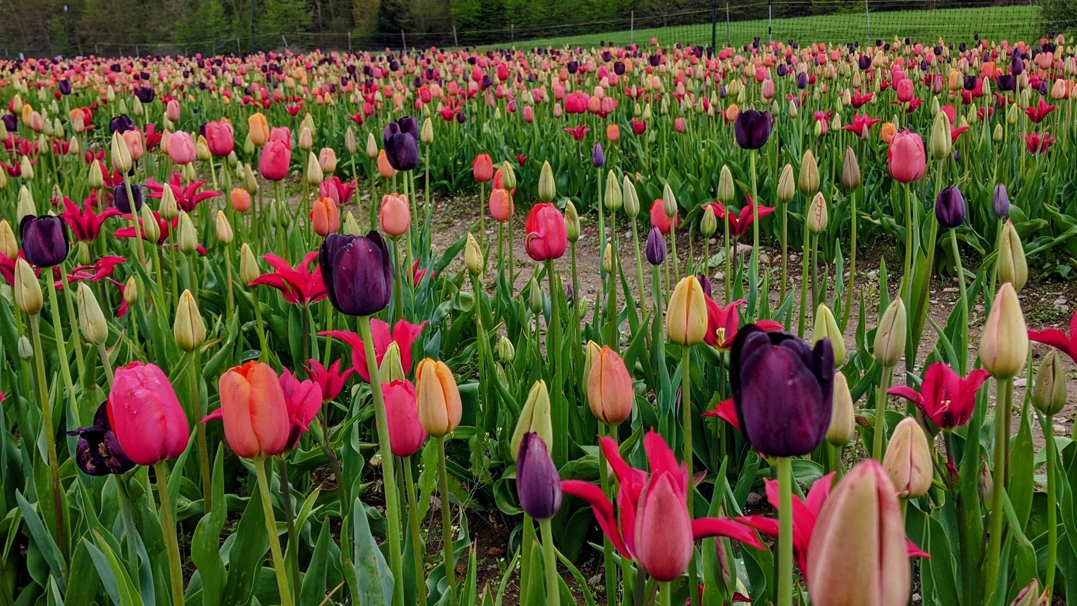 Even a florist can't resist buying herself tulips at Wicked Tulip Farm.
#tulipfarm #petallionfloral #JohnstonRI #TulipsinMay #petallion.com