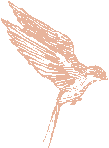 Swallow Illustration