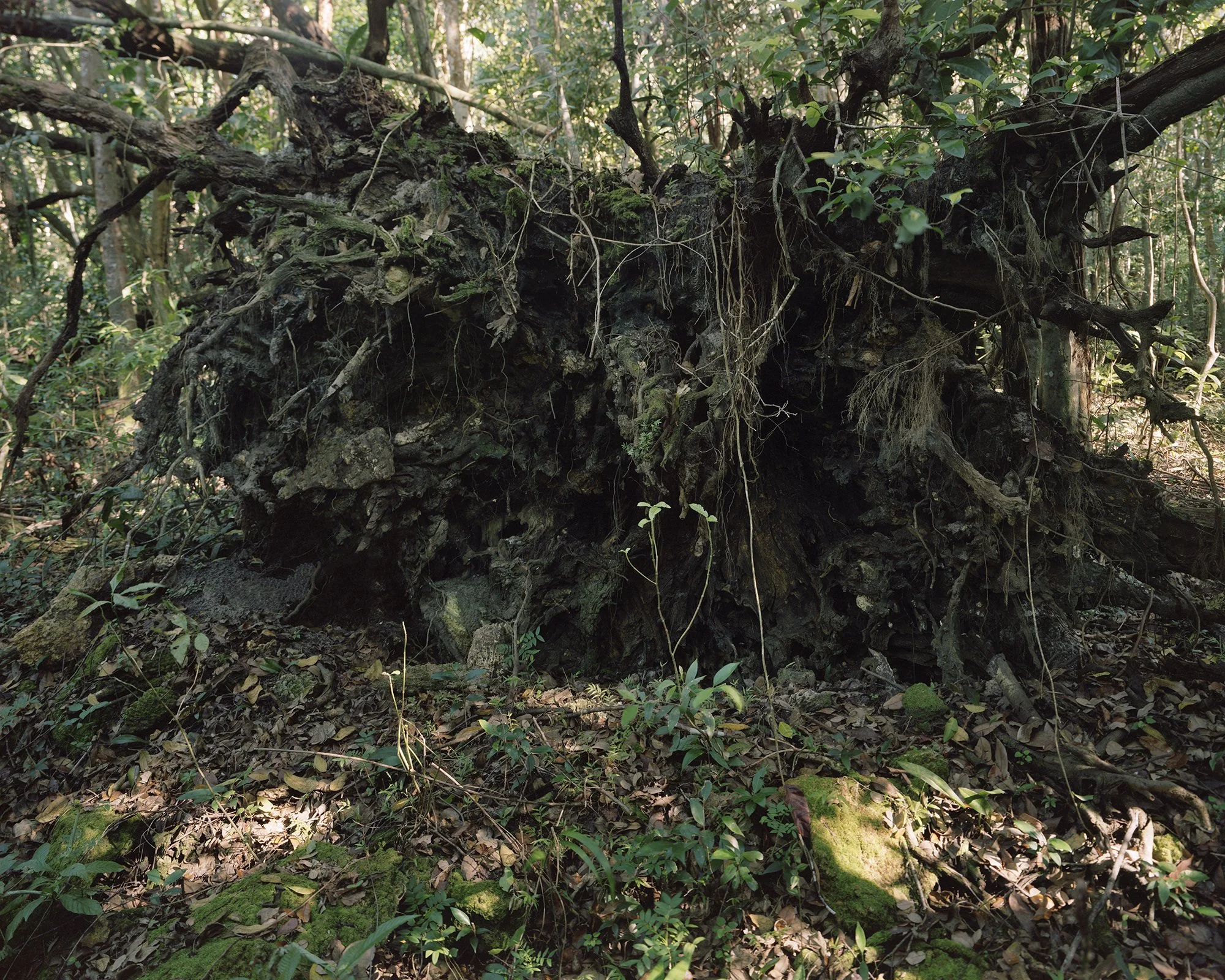 Obra de Lissette Schaeffler