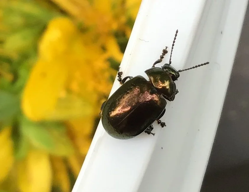 St.JW Beetle.jpg