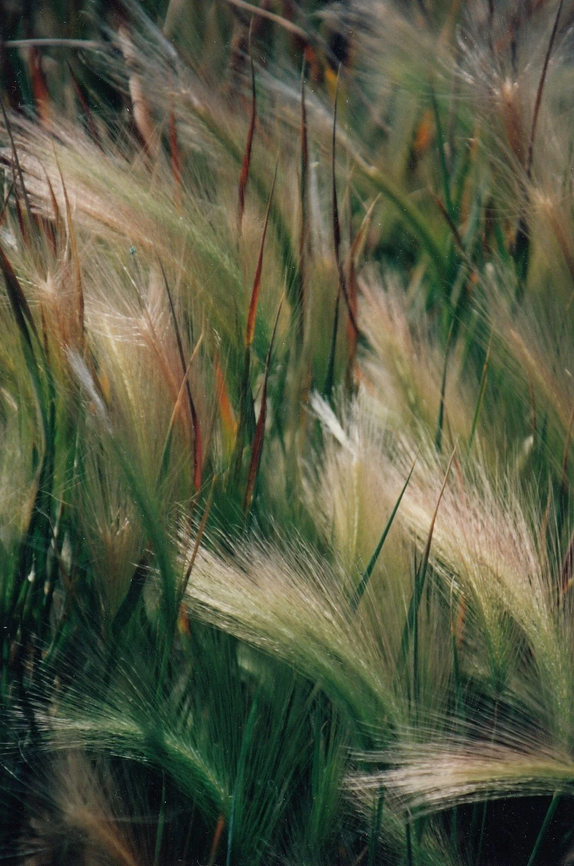 prairie barley.jpg