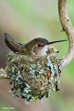 babyhummingbird.jpg