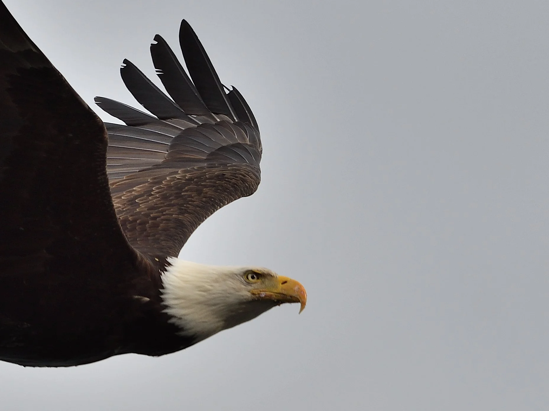 Eagle by Gerry Ambury.jpg