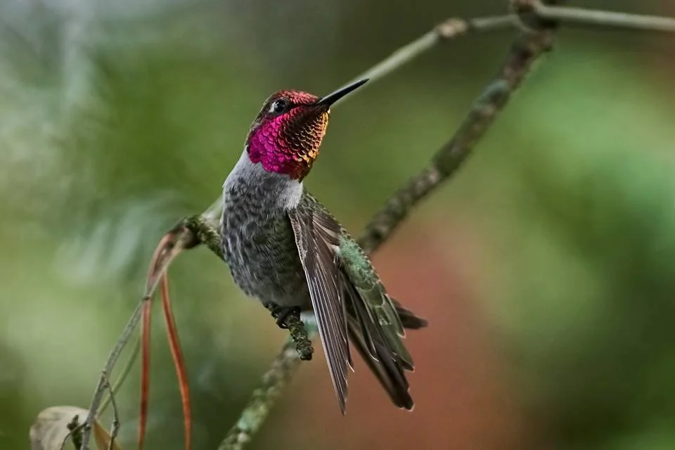 anna hummer by doug 4.jpg