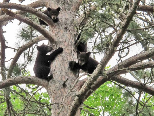 4 bear cubs.jpg