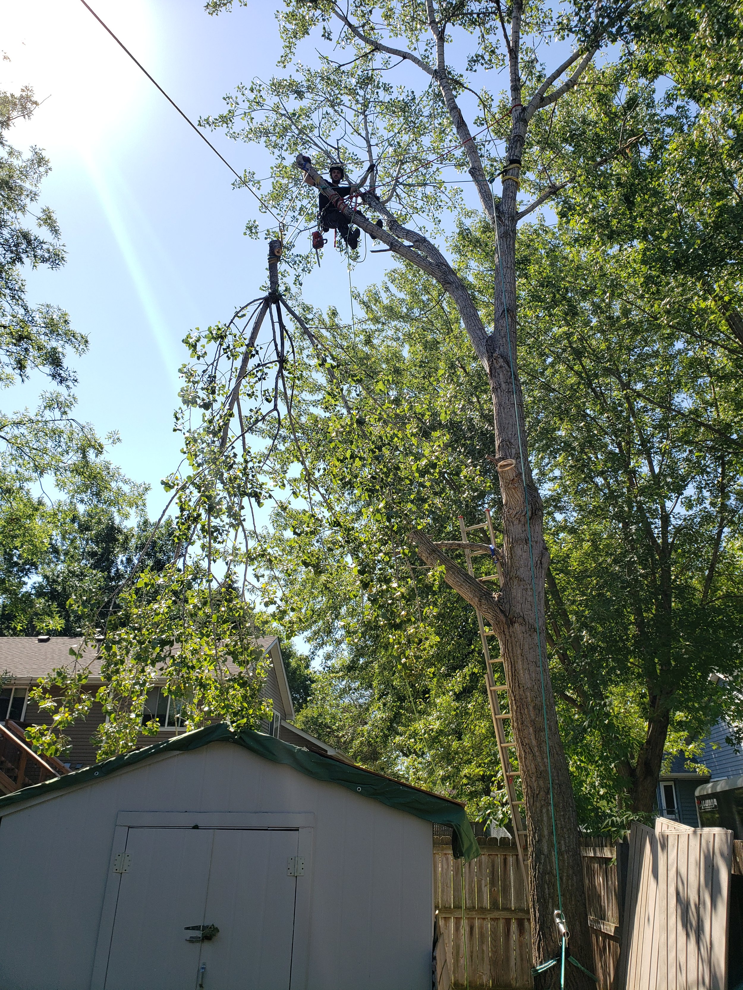 Pine View Tree and Trail Service, LLC