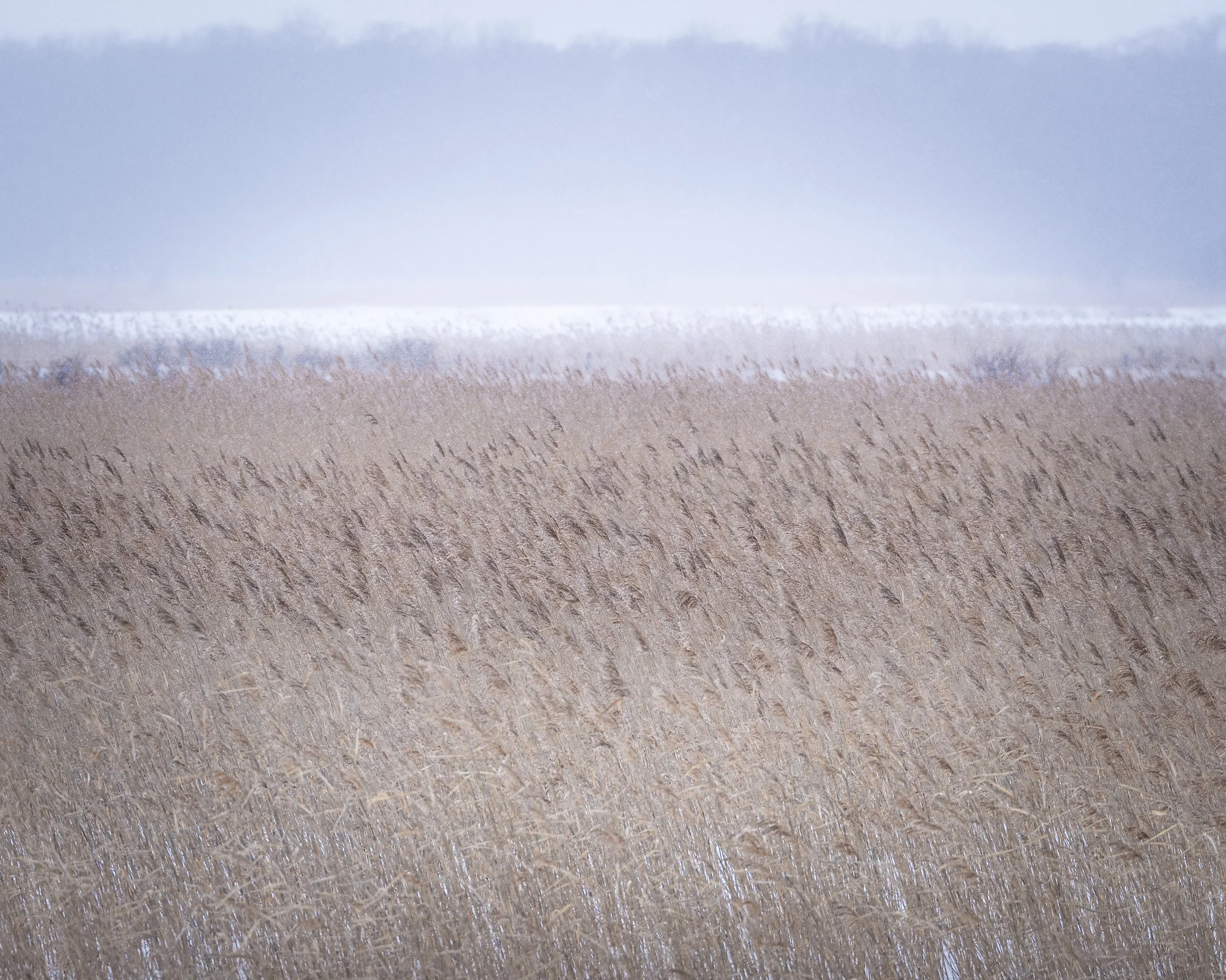 A laden distance, surrounded by dry grass and trees under an overcast sky.