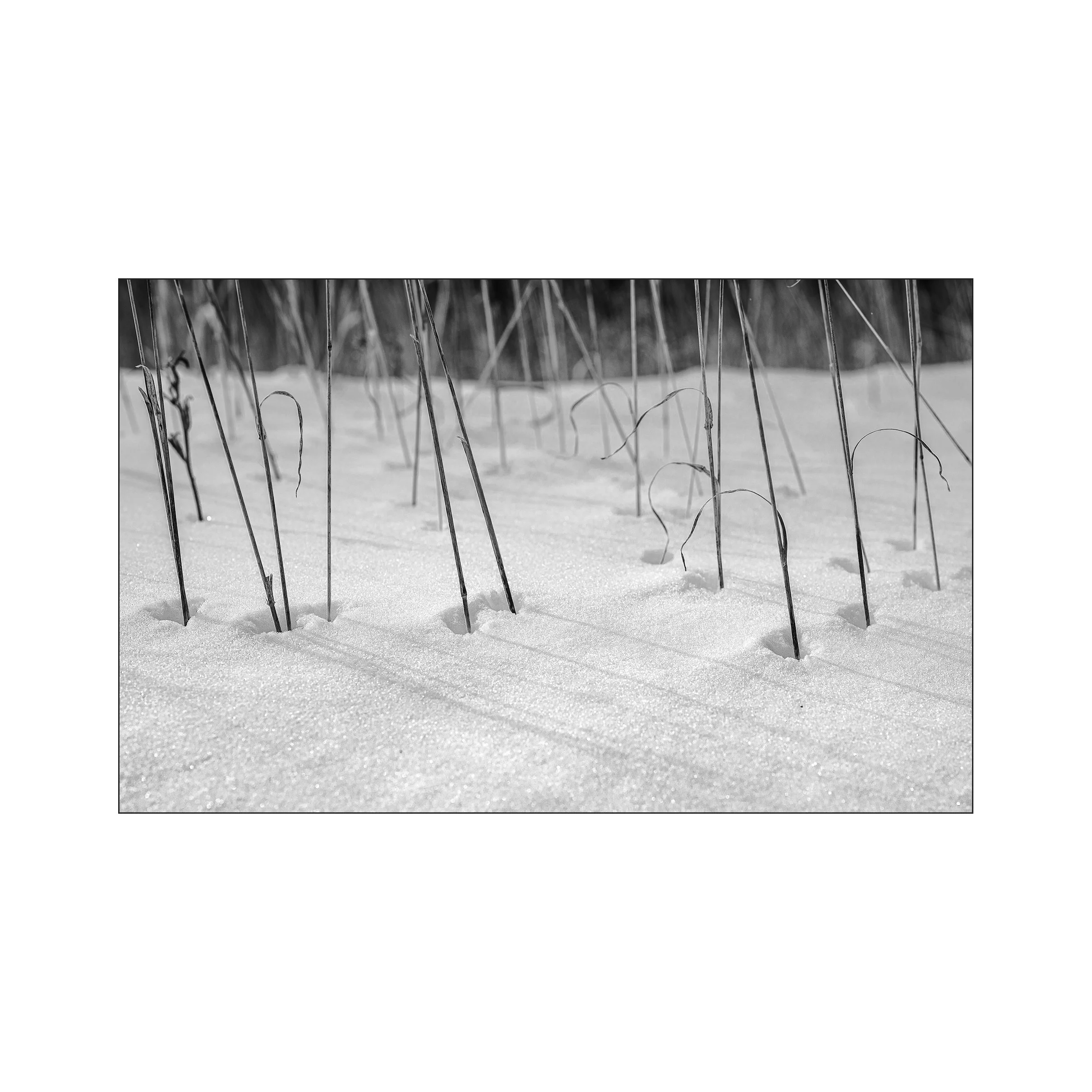 Close-up of snow-covered ground with thin, tall, dried plant stems protruding through the snow, black-and-white photograph.