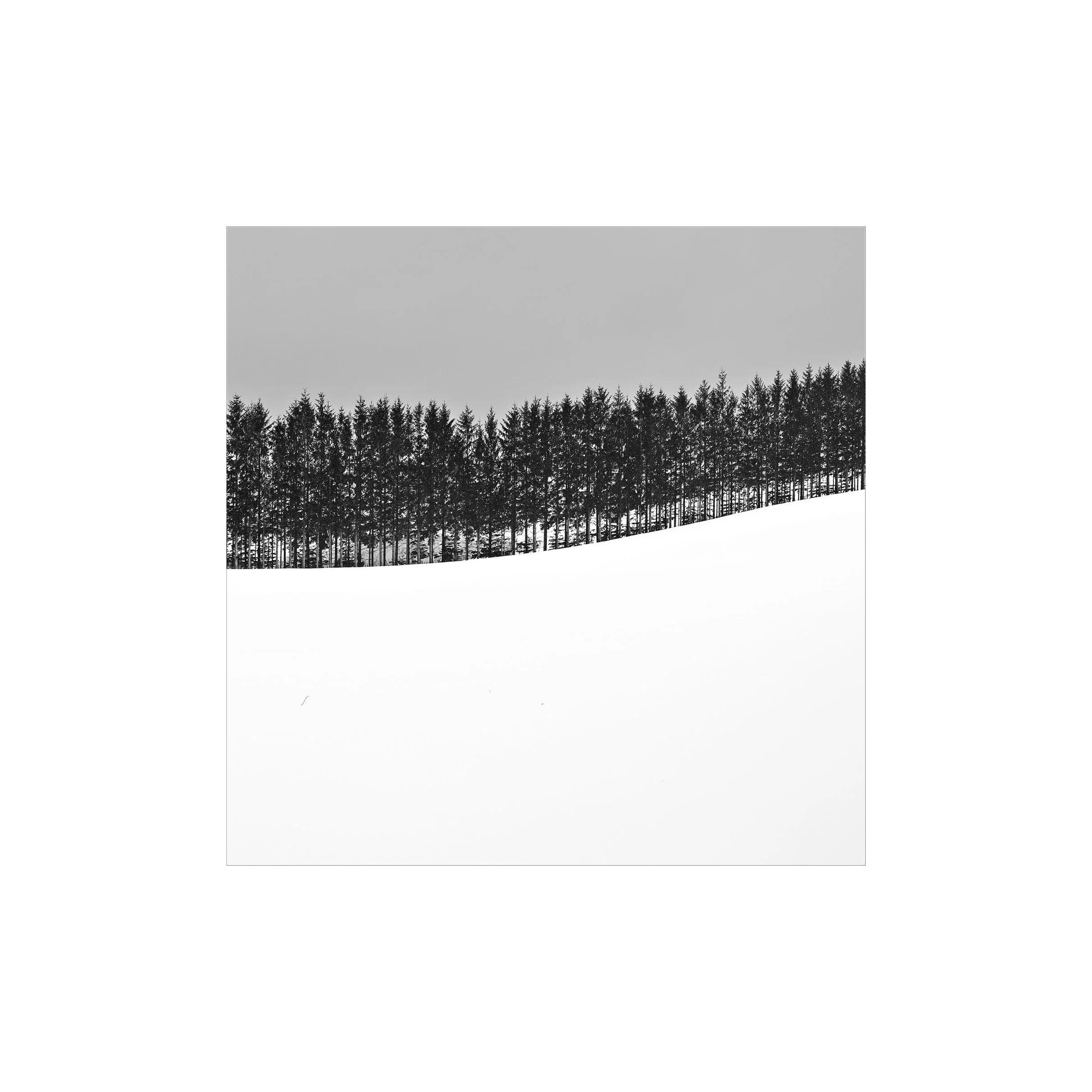 A grayscale photograph of a dense forest of tall pine trees under a cloudy sky.
