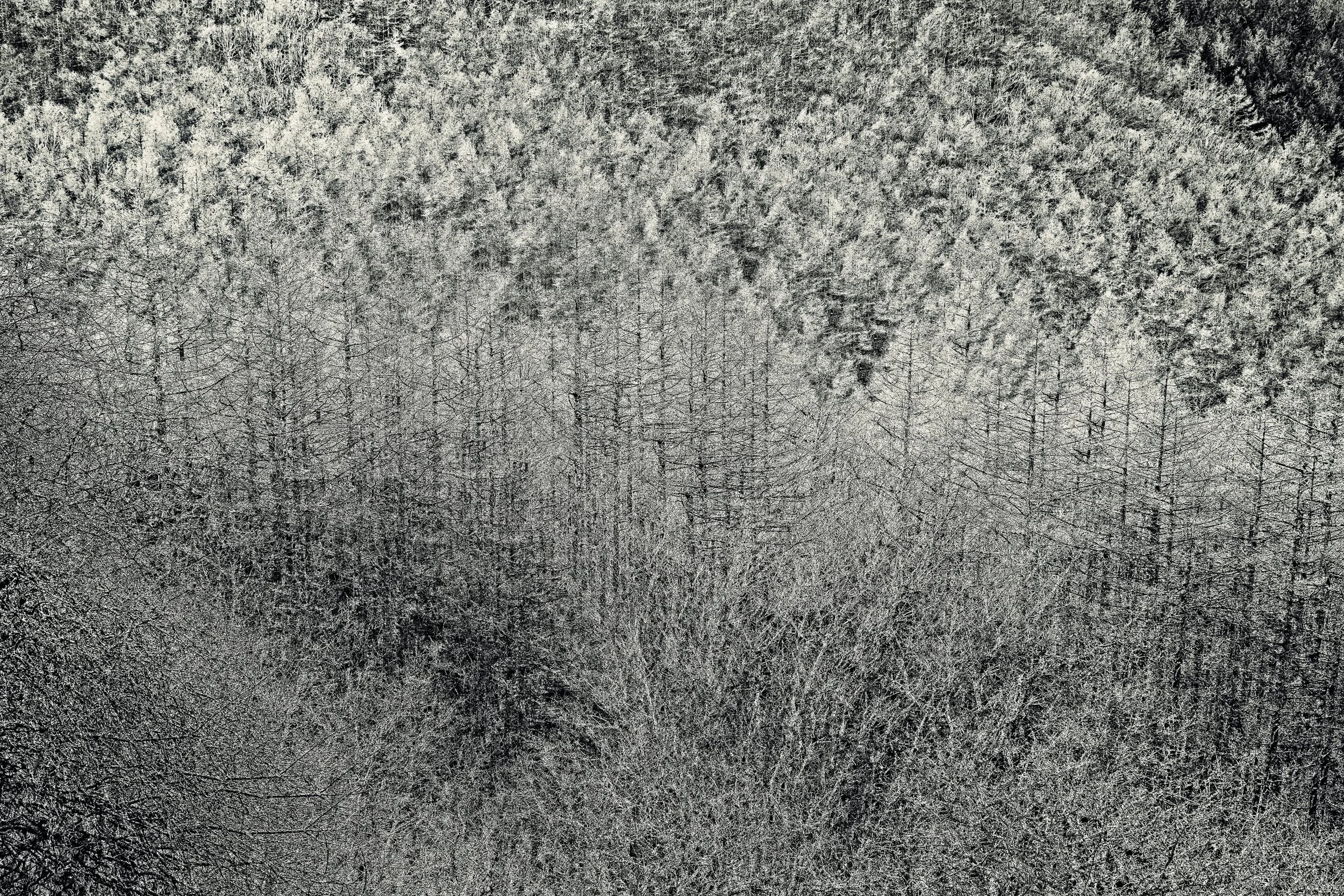 View of a dense forest covered in snow.