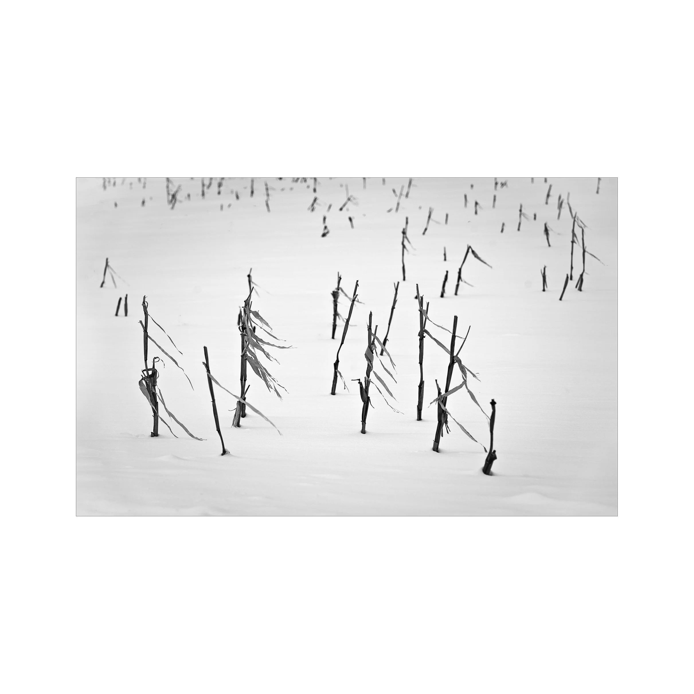 A snow-covered landscape with numerous leafless, broken tree branches protruding from the snow.