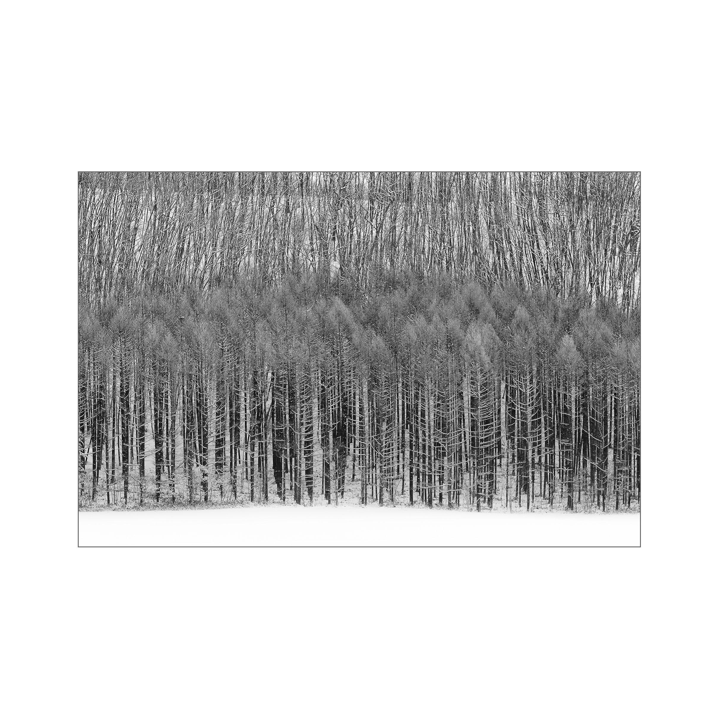 Frost-covered leafless trees in a winter forest landscape