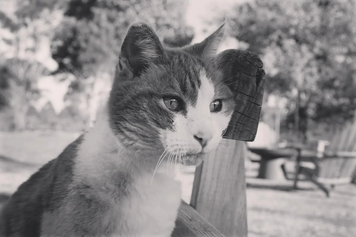 Goodbye my beautiful boy 💔

I can&rsquo;t bear to walk into the studio knowing you won&rsquo;t be with me. My faithful companion, my four-legged best friend, 16 years with you by my side. I&rsquo;ll love you forever 😭😔

#martin #sircat
