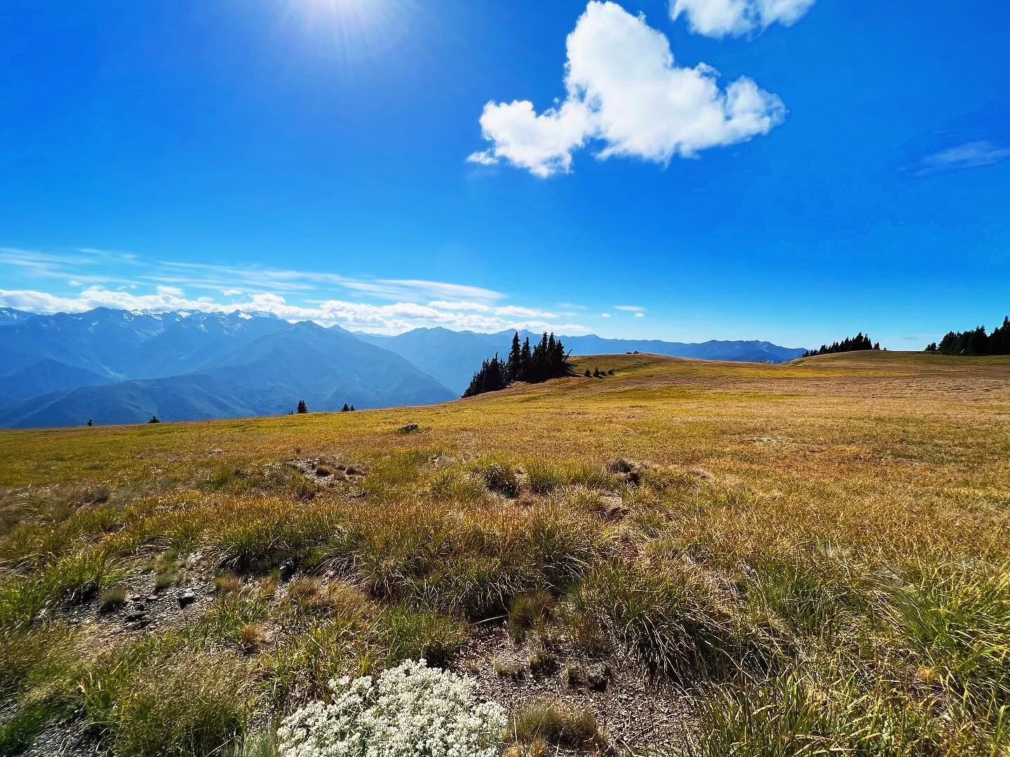 Mountaintop meadow. 💋😘🌻❤️

#1962aloha #vintagetrailer #olympicpeninsula #olympicnationalpark #elwhariver #vintagecamper #homeiswhereyouparkit #traveltrailer #campingvibes #camperlife #camperlifestyle #sotf #nationalparkgeek #girlcamper #glampingli