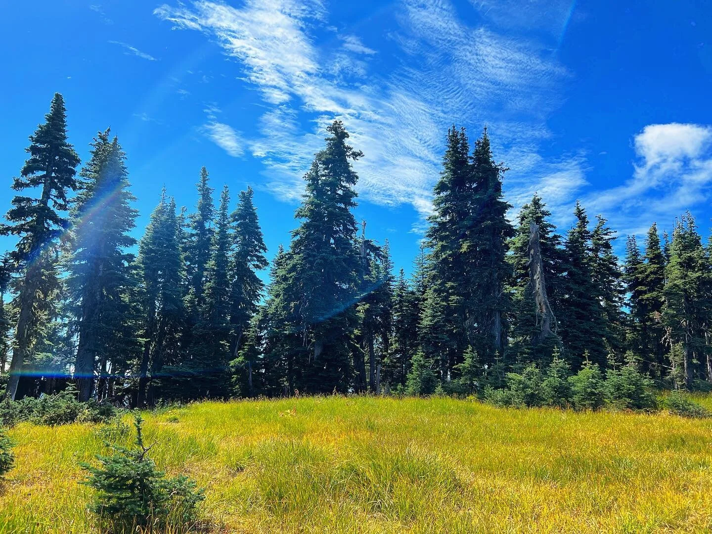 Mountains, meadows, meanderings. A perfect day. ❤️😎🏔🏕🌻🌲🌎☀️😘

#1962aloha #vintagetrailer #olympicpeninsula #olympicnationalpark #elwhariver #vintagecamper #homeiswhereyouparkit #traveltrailer #campingvibes #camperlife #camperlifestyle #sotf #na