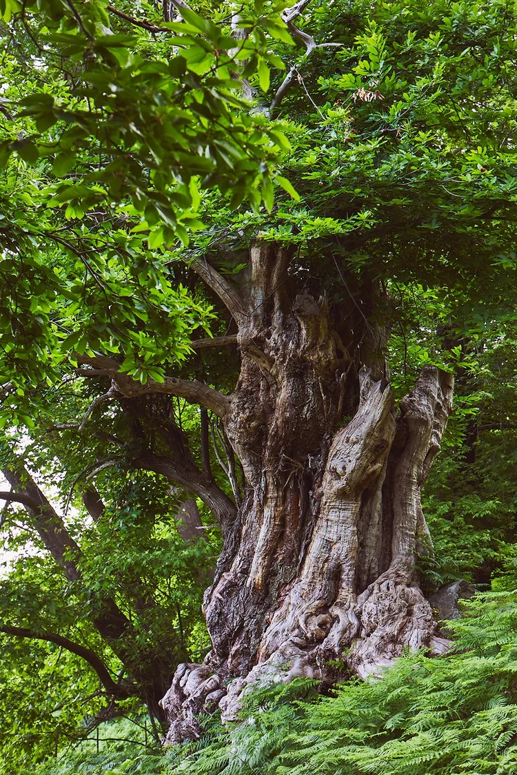 Tantra Retreat '24 — Naked Truth