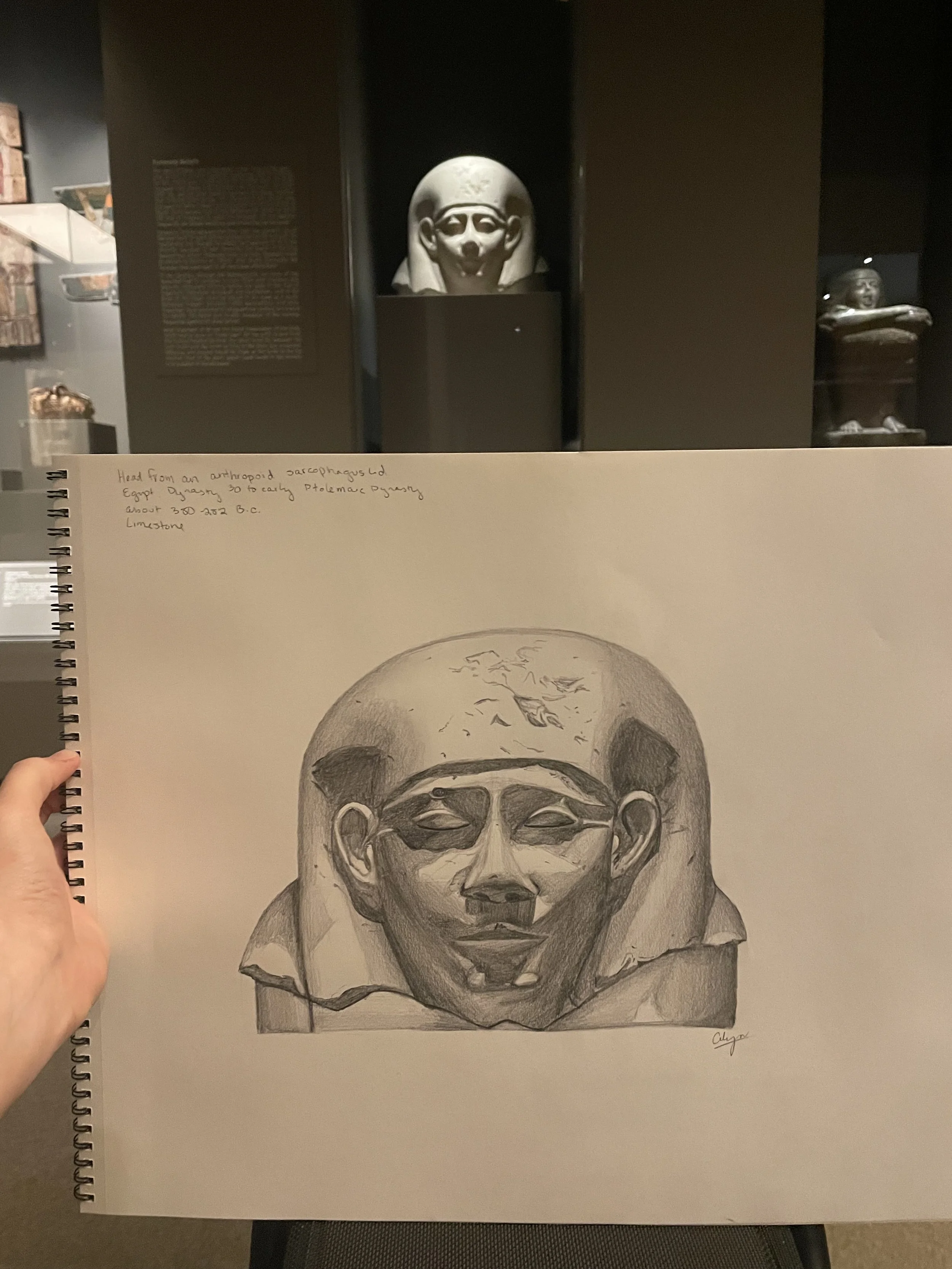 A detailed pencil drawing of a human skull with realistic shading.