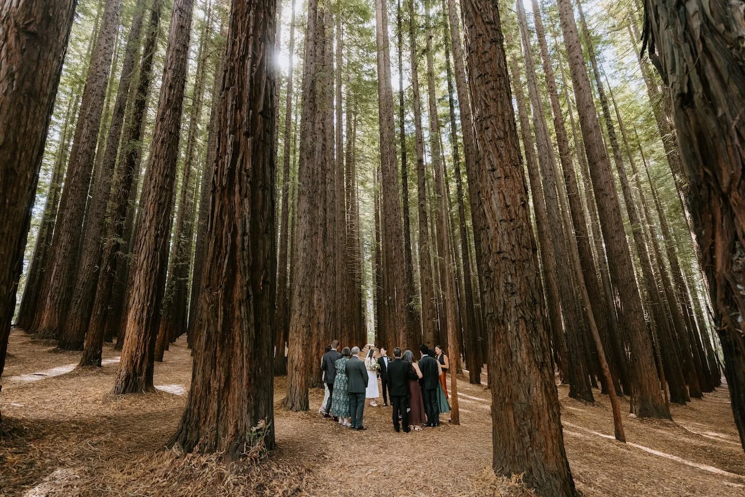 A small group of people gather in a redwood forest for a micro wedding in Warburton.