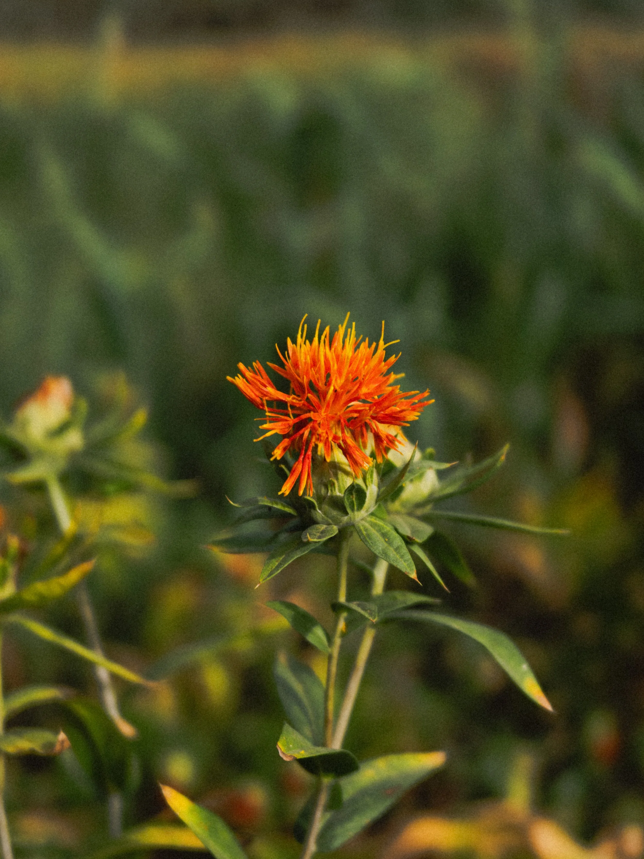 DSCF3745.jpg