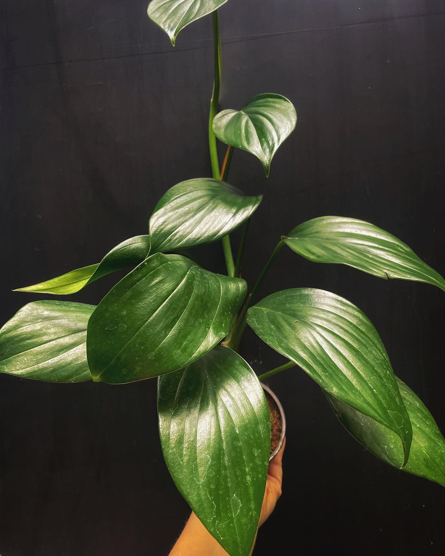 Hey, plant friends! 🍃

We&rsquo;re gearing up for another festival season. The first event you can catch us at will be September 3rd at the Iuka Heritage Festival.🪴🪴

&bull;
&bull;
&bull;
#gotitfromvine #vineplantshop #plantsmakepeoplehappy #mobil