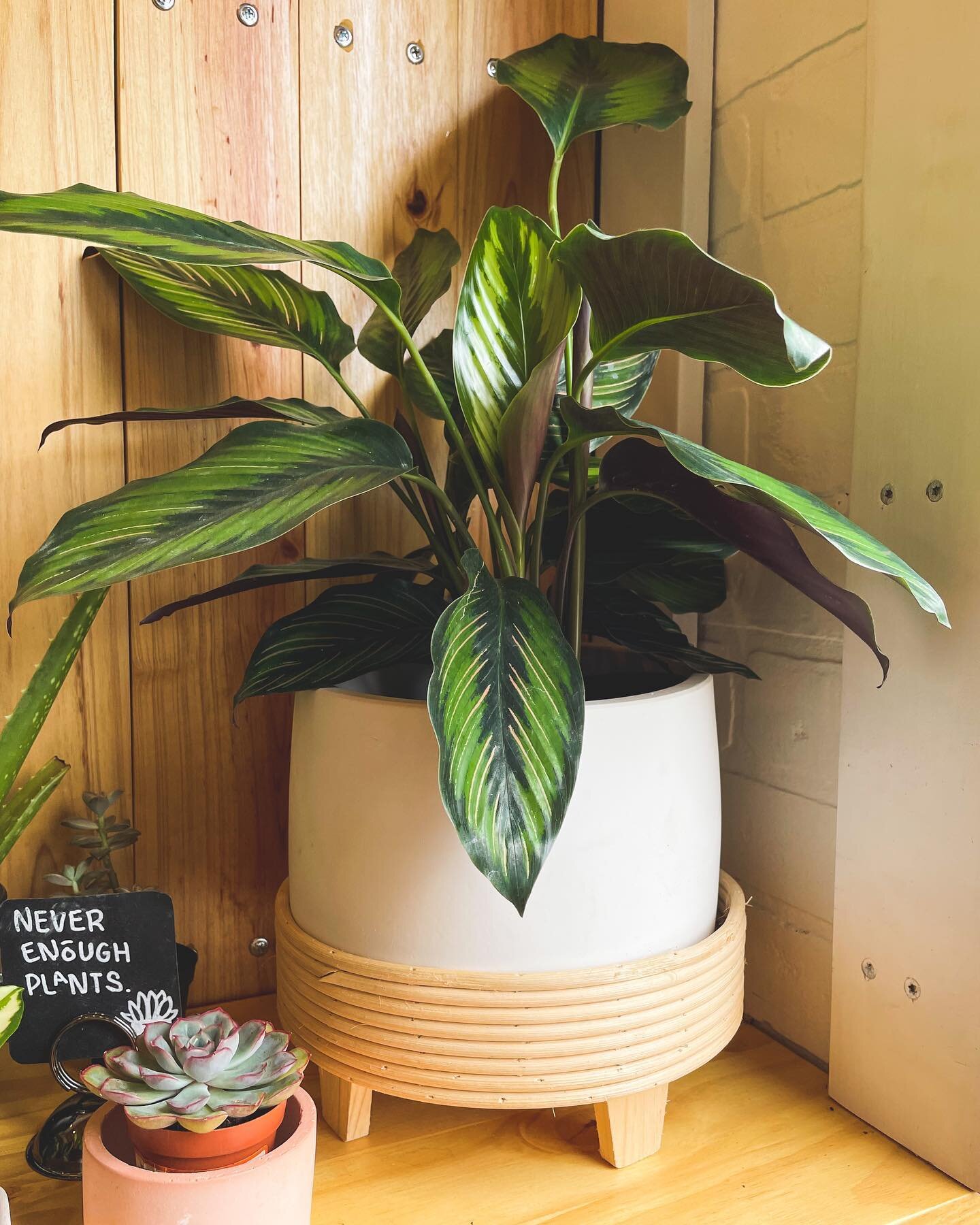 This Pinstripe Calathea paired with the @oyeahgifts planter is giving us life today!

We have all this, and MUCH more, for sale today at @relicsmarket in @downtowntupelo!

We&rsquo;re here until at least 4:00. 

#gotitfromvine #alltheplants #calathea