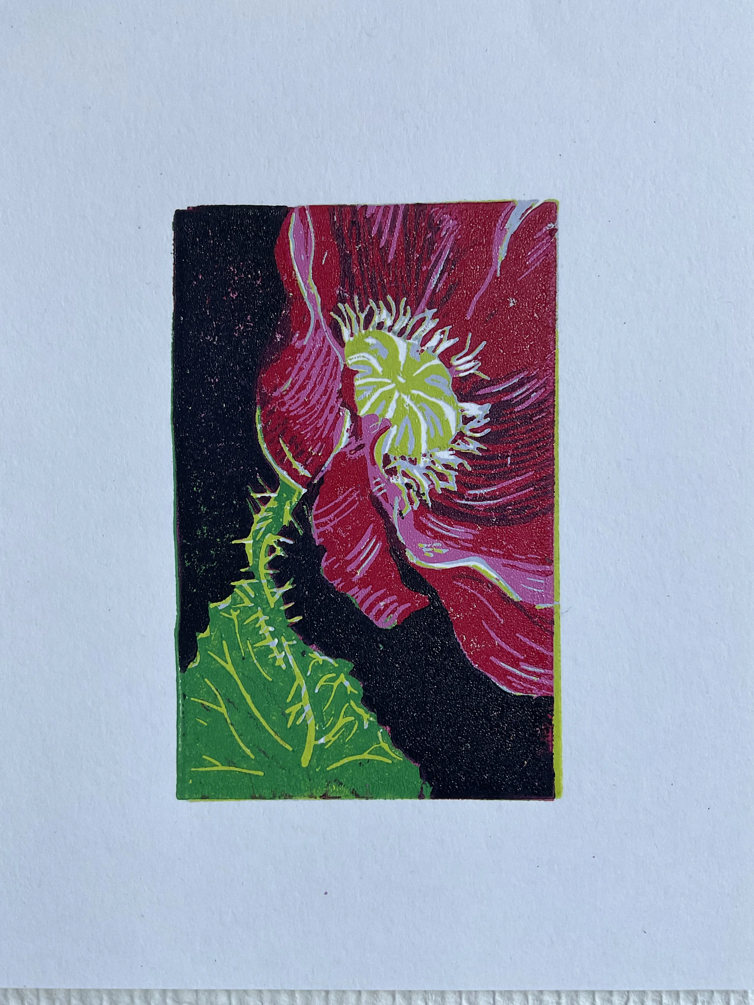 Papaver 2023, reduction lino
