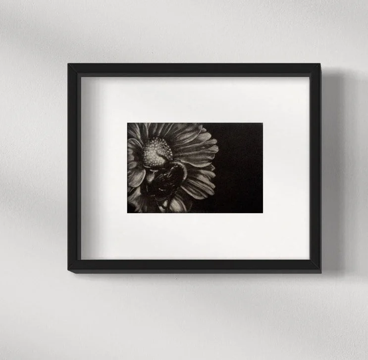 Coexistence mezzotint print showing a bumblebee resting on a cosmos flower