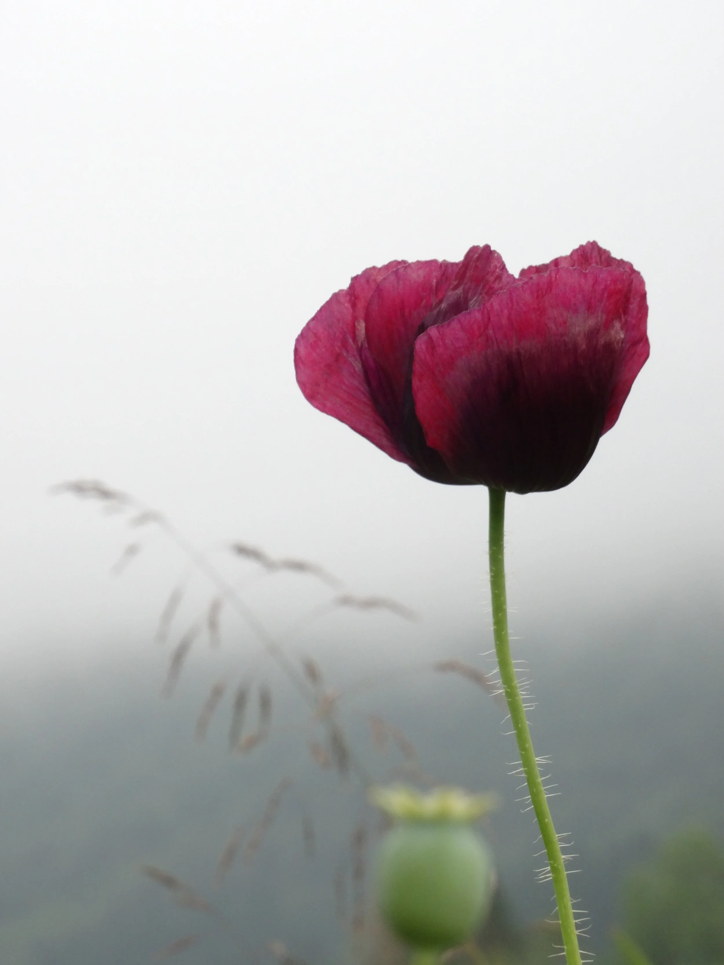 Summer 2026 on one of many foggy days. Being interested in Japanese concepts as wabi sabi and ma, as well as mono no aware, it creates opportunities, silence, awareness, freedom and so much more

#flowerphotography #norway #papaver #flowergarden #son