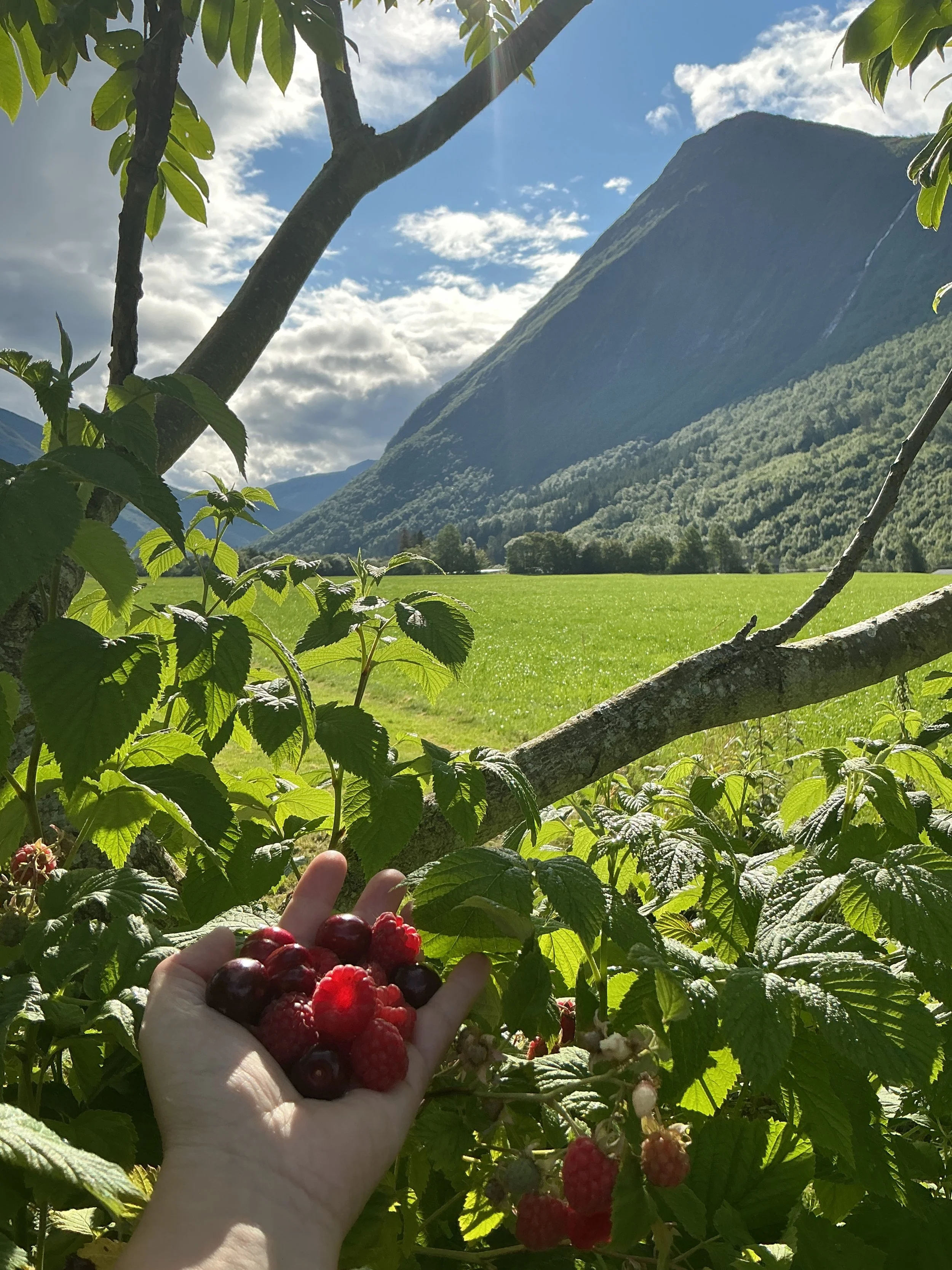 Collecting breakfast

#sunnm&oslash;re #growyourown #sun #raspberry #cherry