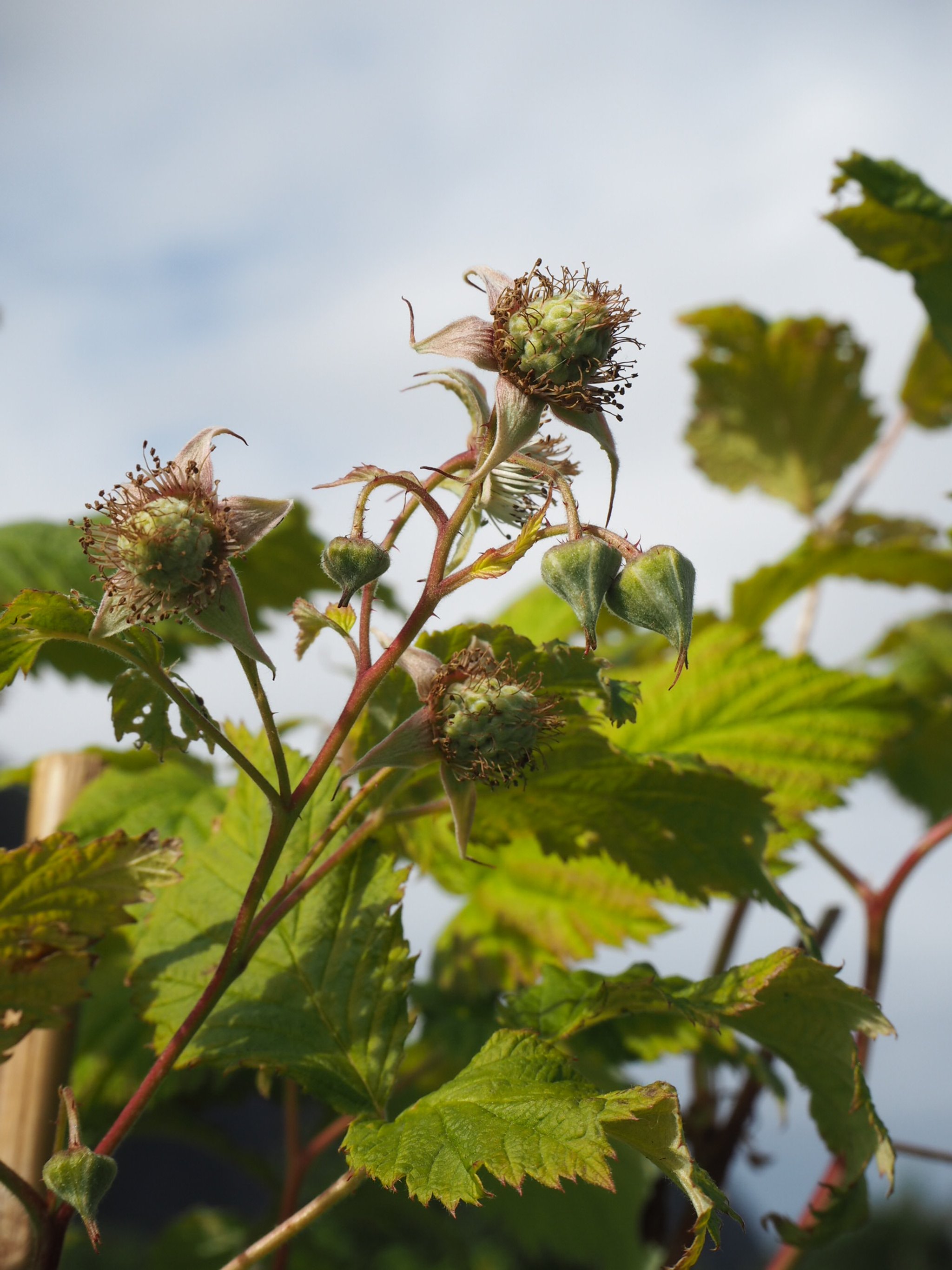 Close-up of a blackberry plant with green unripe berries and some dried flowers, set against a bright sky.