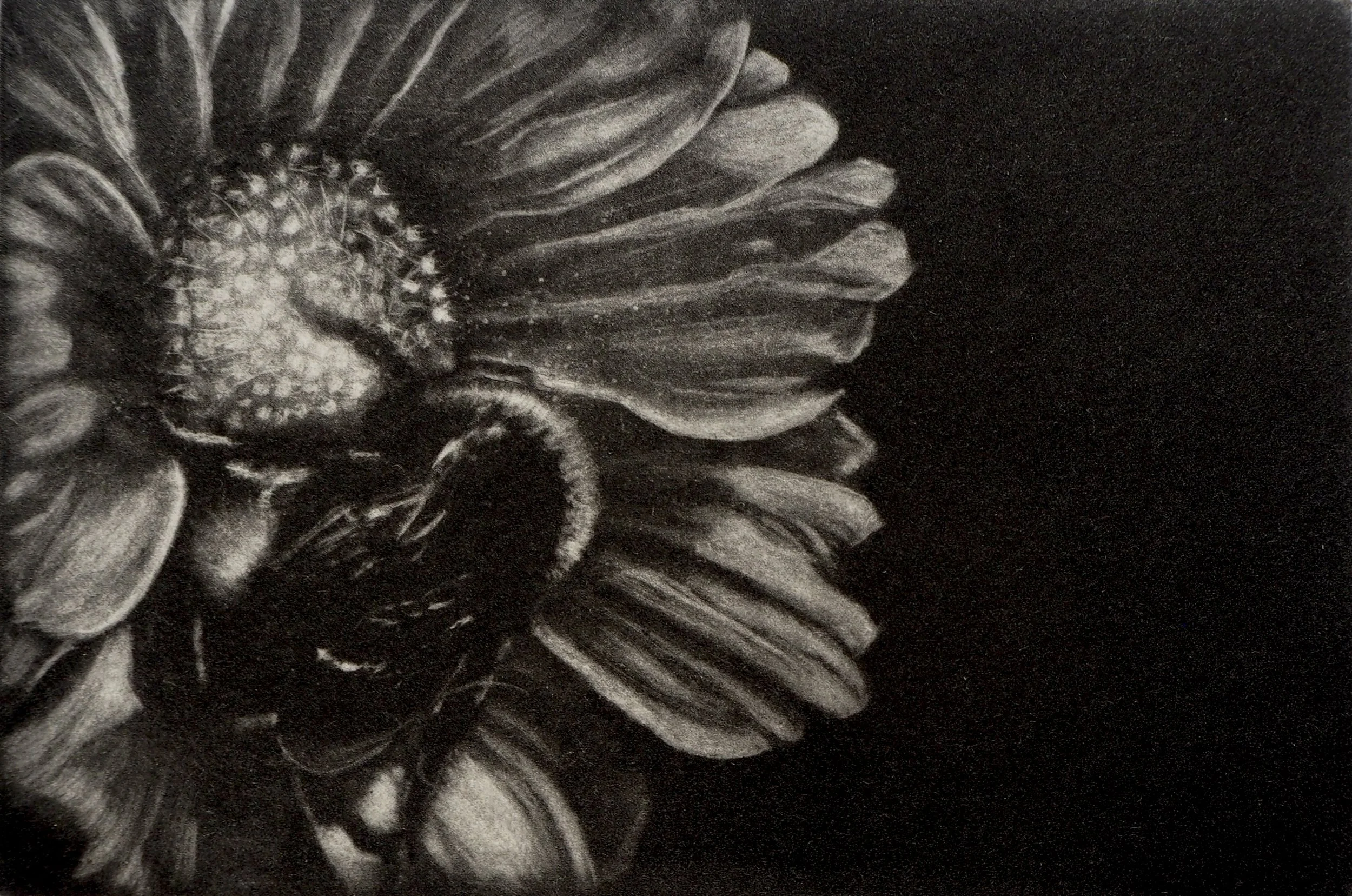 Coexistence 15x10 cm