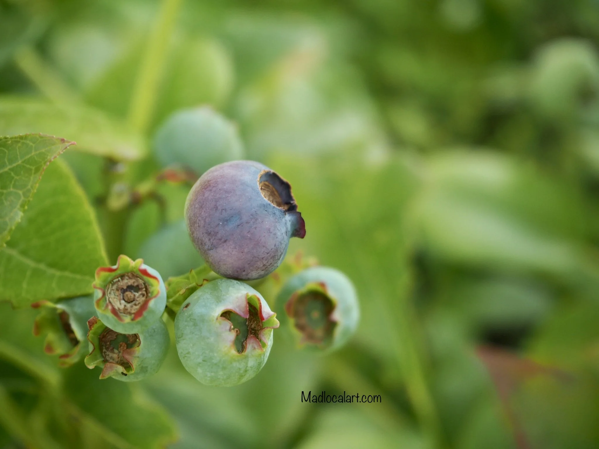 Blueberries