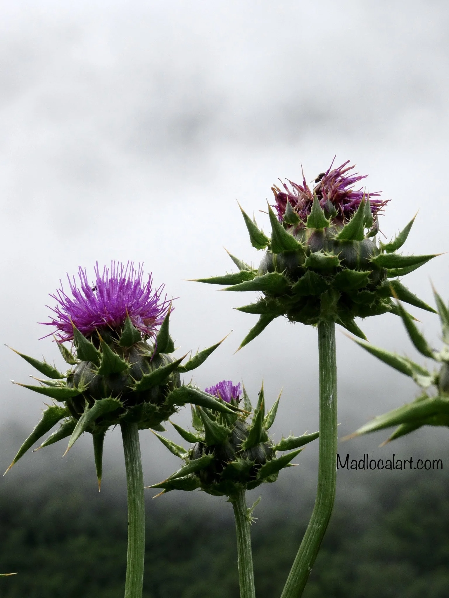 Maria Thistle