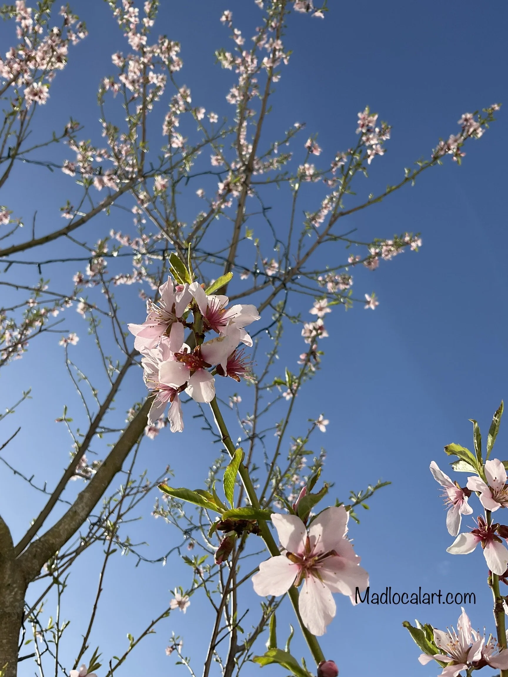 Almond flowers