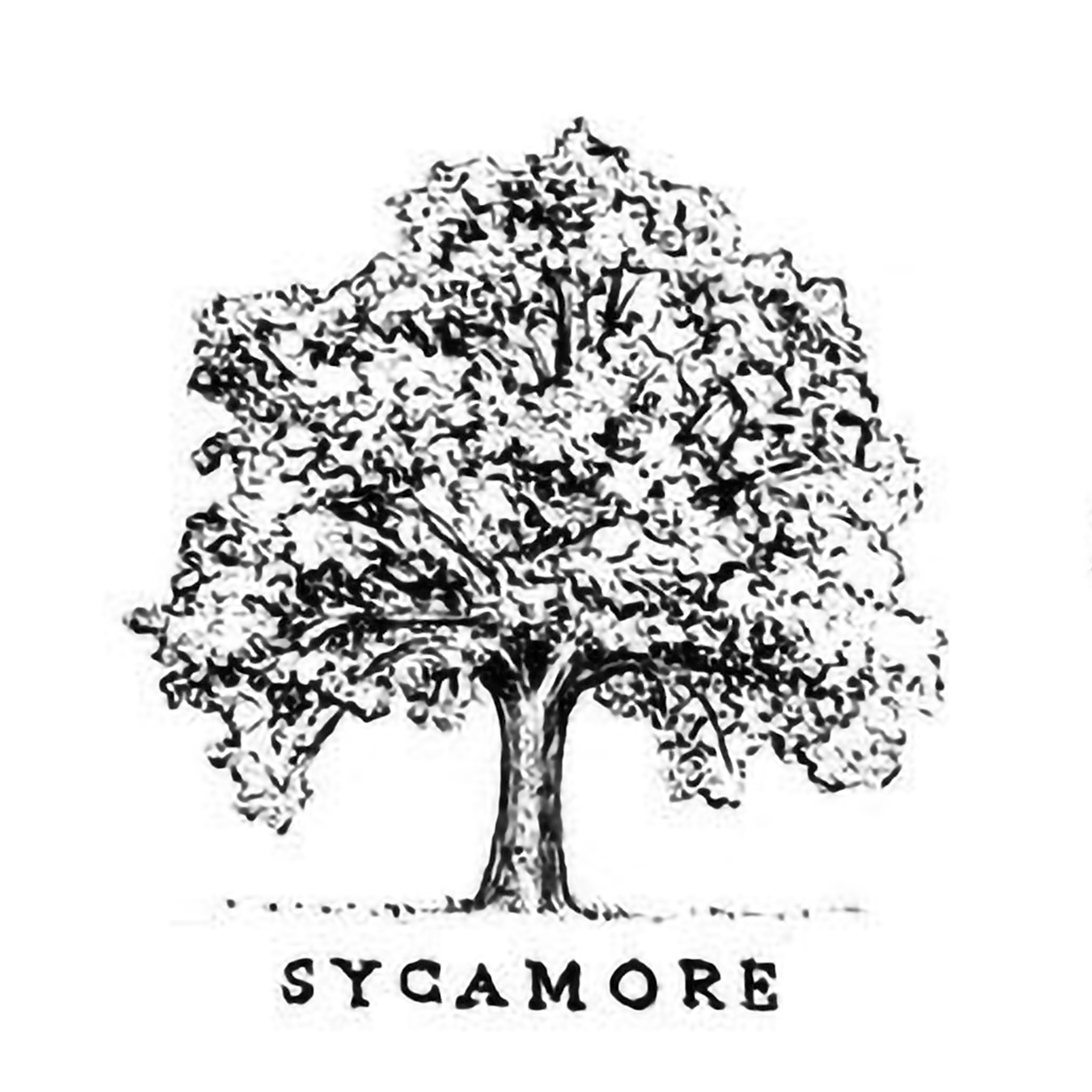 tree-sycamore.png