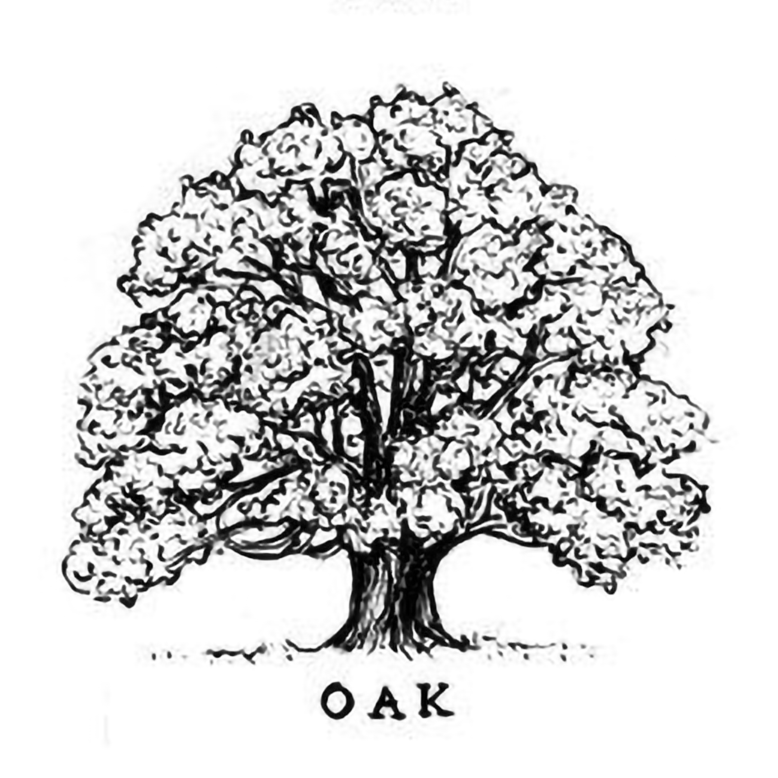 tree-oak.png