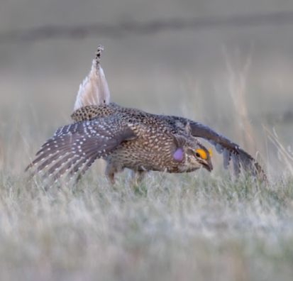 sharptailedgrouse.png
