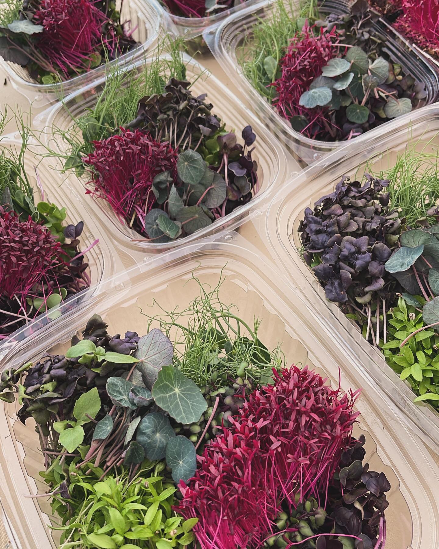 If you&rsquo;ve gotten microgreens from us at the markets you may not have known our packaging is fully compostable from @goodstartpackaging  #microgreens #sustainability #superfood #freshgreens