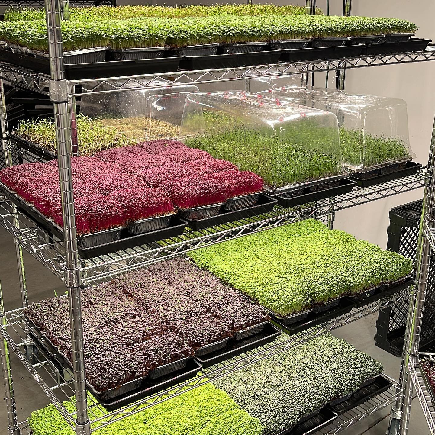bringing out some new varieties this month ! *Opal Basil* *Chervil* *Tatsoi *Pak Choi* *Parsley* *Dill* *Cilantro*  #microgreens